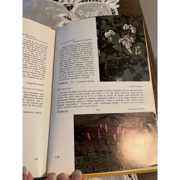 Wildflowers in Color Book 1965 - Picture 7 of 7